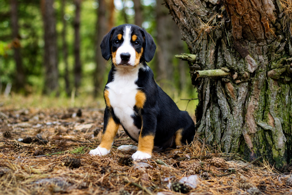 ISOLA DEI TESORI GROOT – Entlebucher Mountain Dog, photo 3