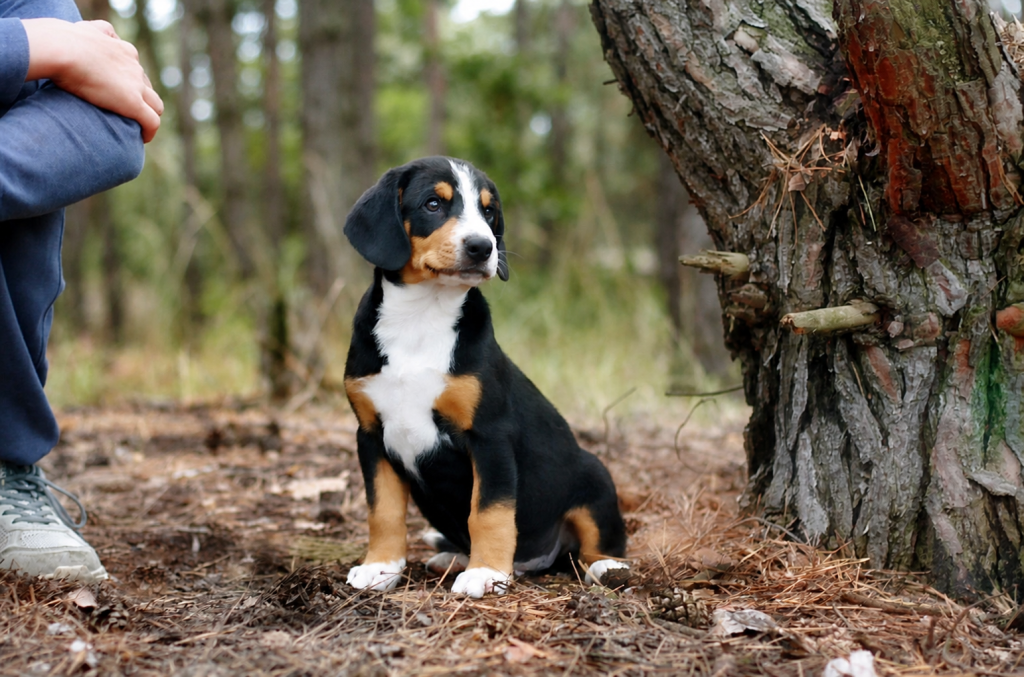ISOLA DEI TESORI Gray – Entlebucher Mountain Dog, photo 1
