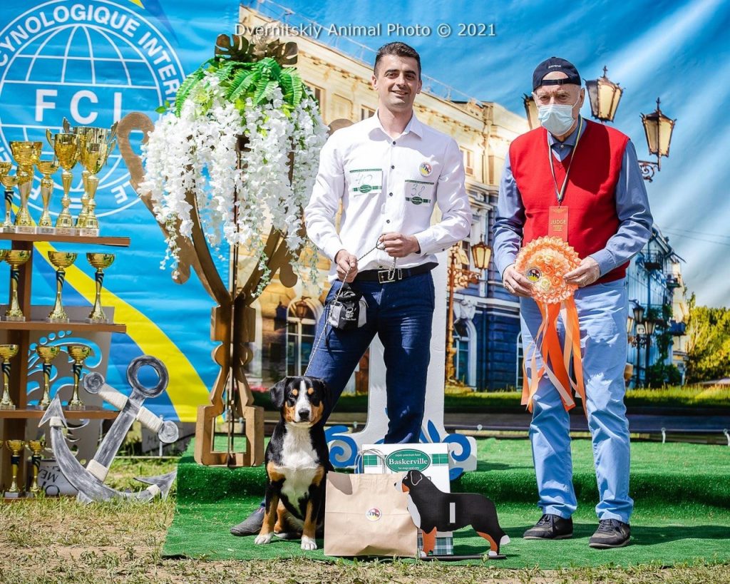 Dog shows — Entlebucher Mountain Dogs