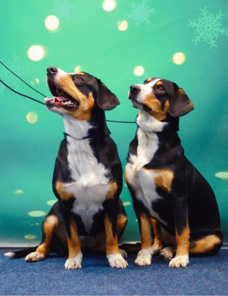 Dog shows — Entlebucher Mountain Dogs