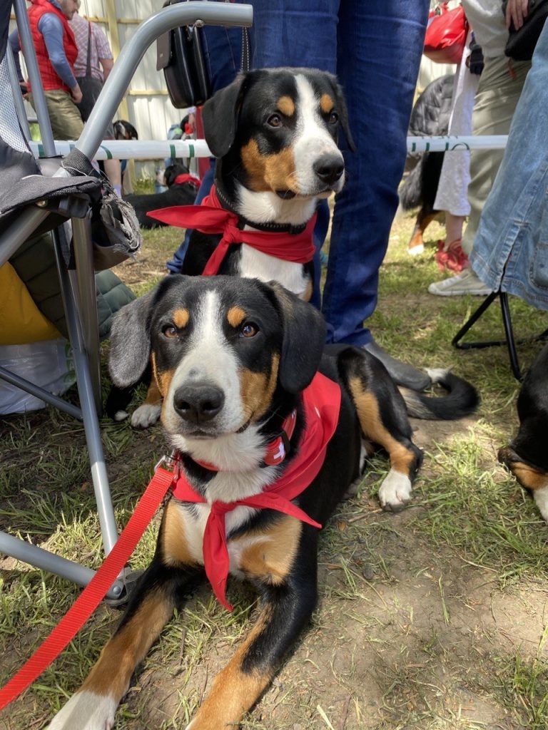 Dog shows — Entlebucher Mountain Dogs