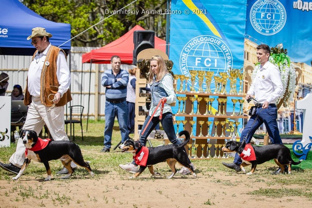 Dog shows — Entlebucher Mountain Dogs