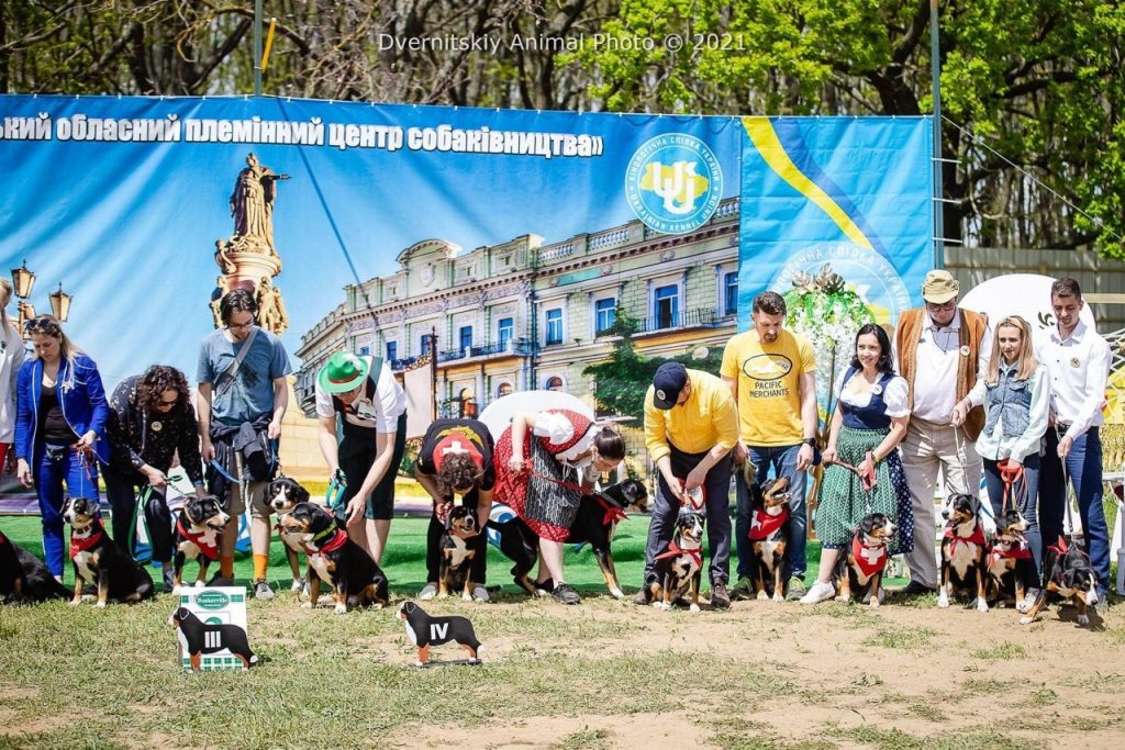 Dog shows — Entlebucher Mountain Dogs