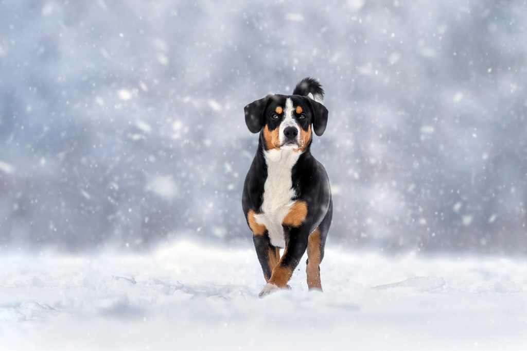Winter walks — Entlebucher Mountain Dogs