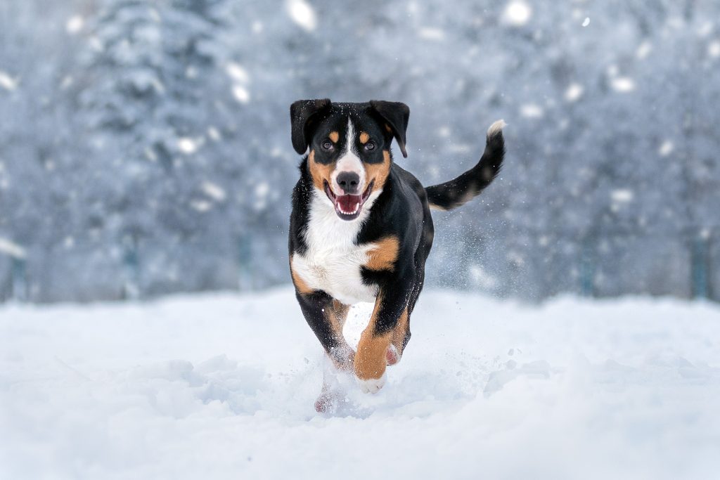 Winter walks — Entlebucher Mountain Dogs