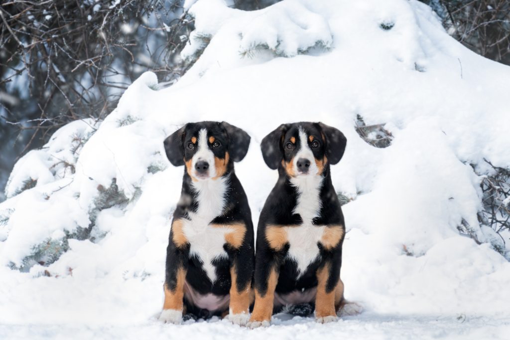 Winter walks — Entlebucher Mountain Dogs
