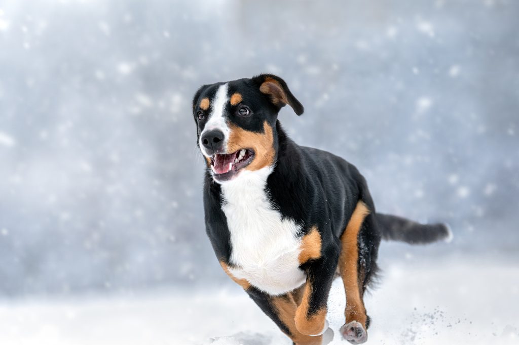 Winter walks — Entlebucher Mountain Dogs