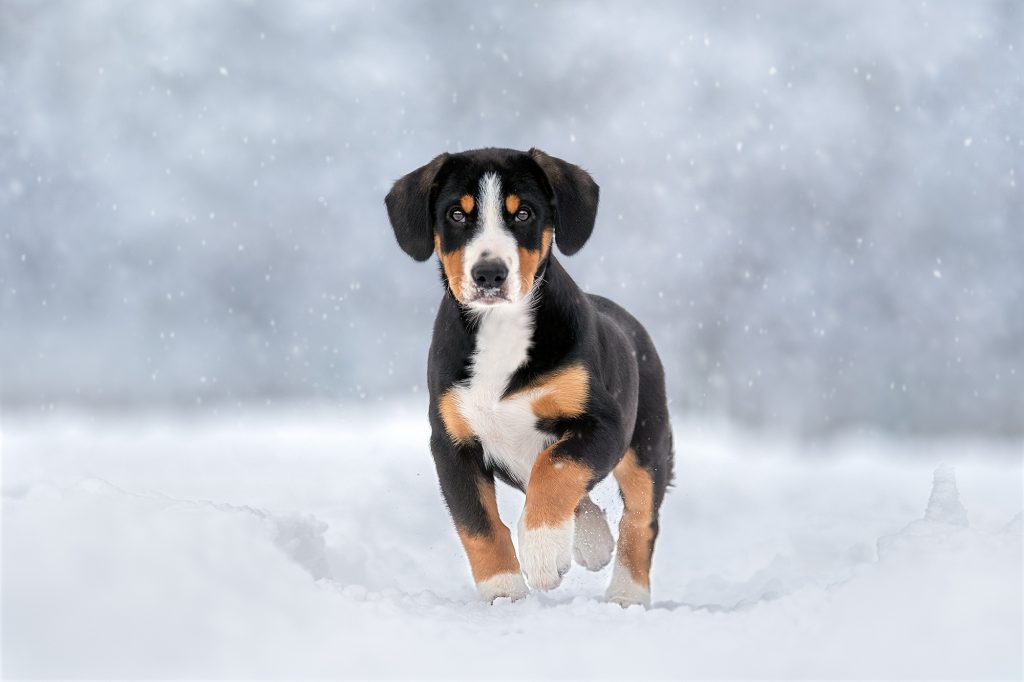 Winter walks — Entlebucher Mountain Dogs