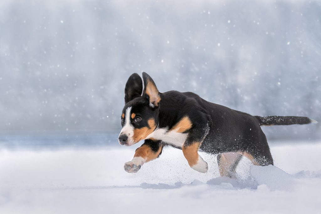 Winter walks — Entlebucher Mountain Dogs