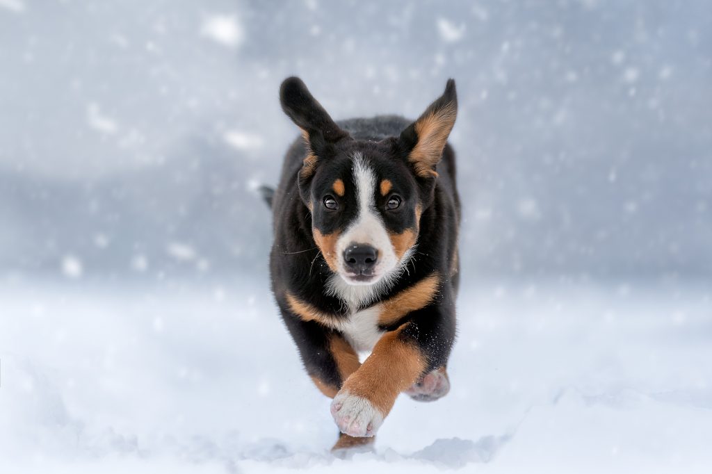Winter walks — Entlebucher Mountain Dogs