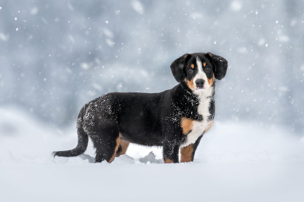 Winter walks — Entlebucher Mountain Dogs