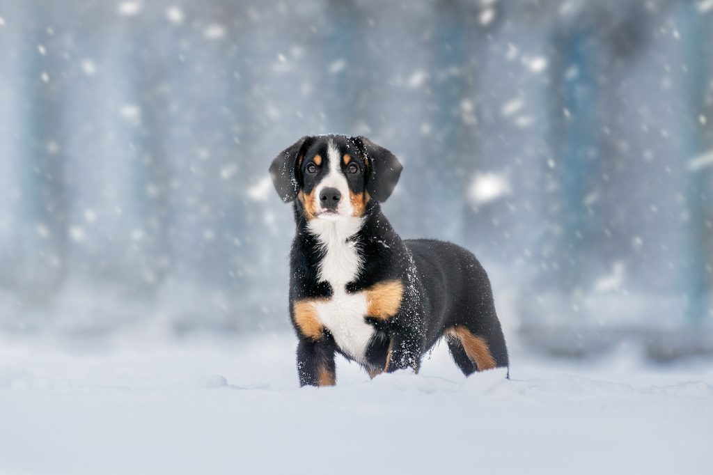 Winter walks — Entlebucher Mountain Dogs