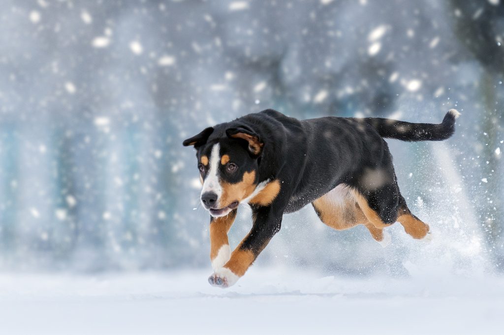 Winter walks — Entlebucher Mountain Dogs