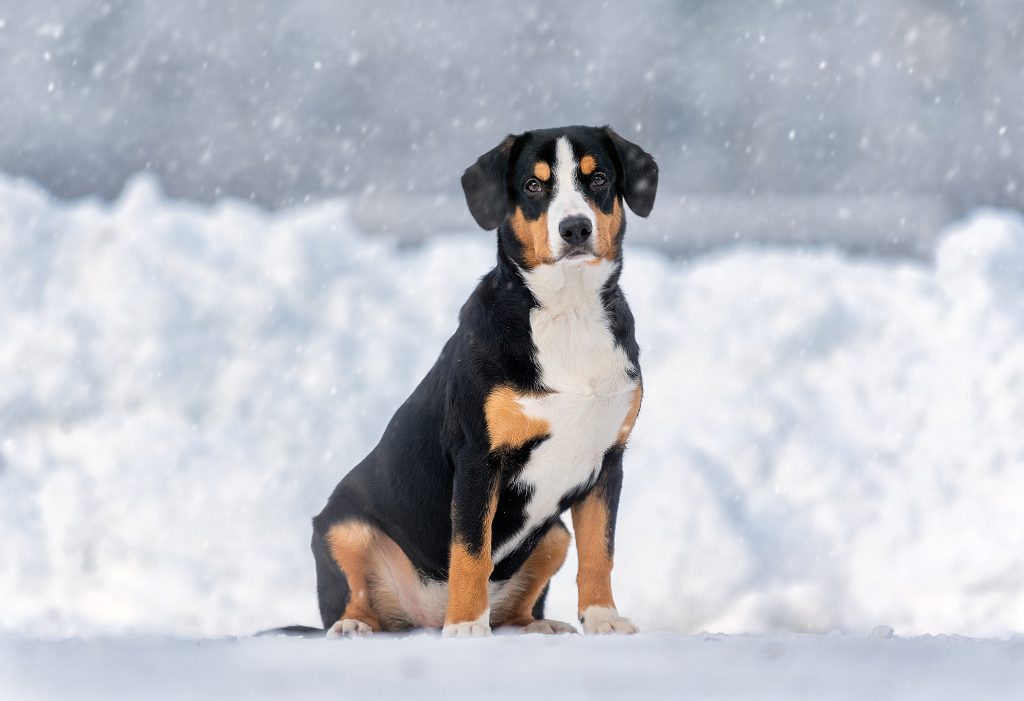 Winter walks — Entlebucher Mountain Dogs