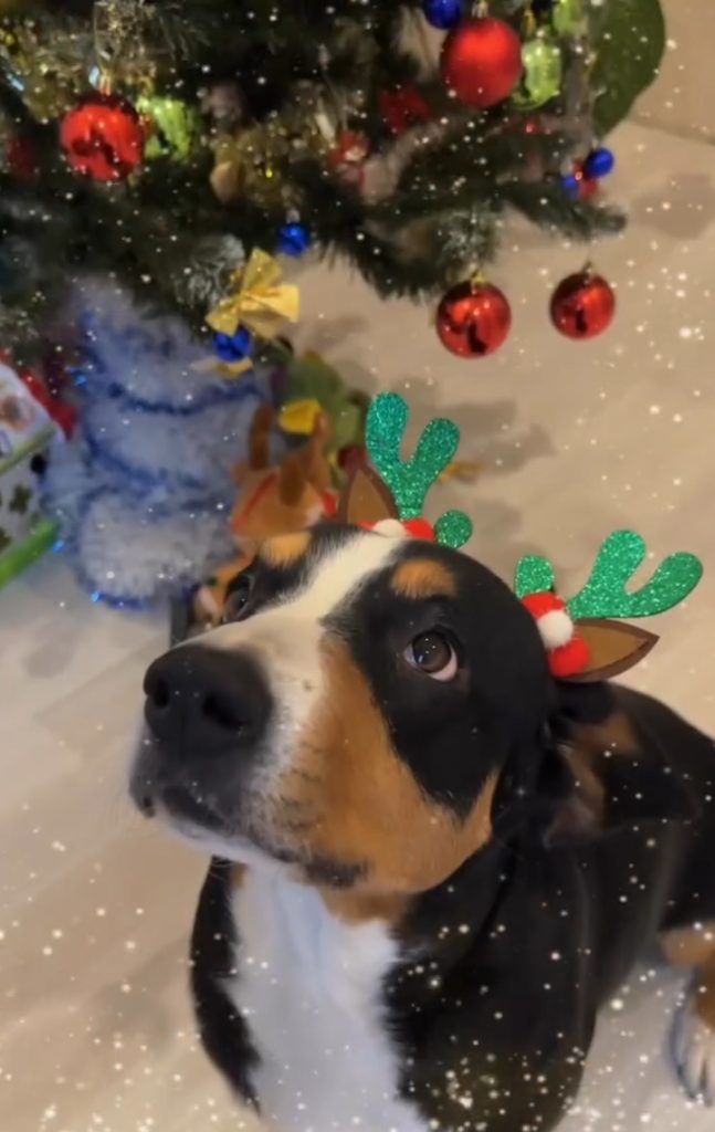 New Year holidays — Entlebucher Mountain Dogs