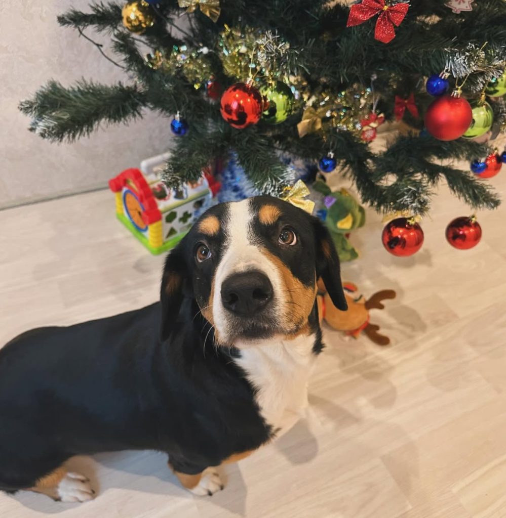 New Year holidays — Entlebucher Mountain Dogs