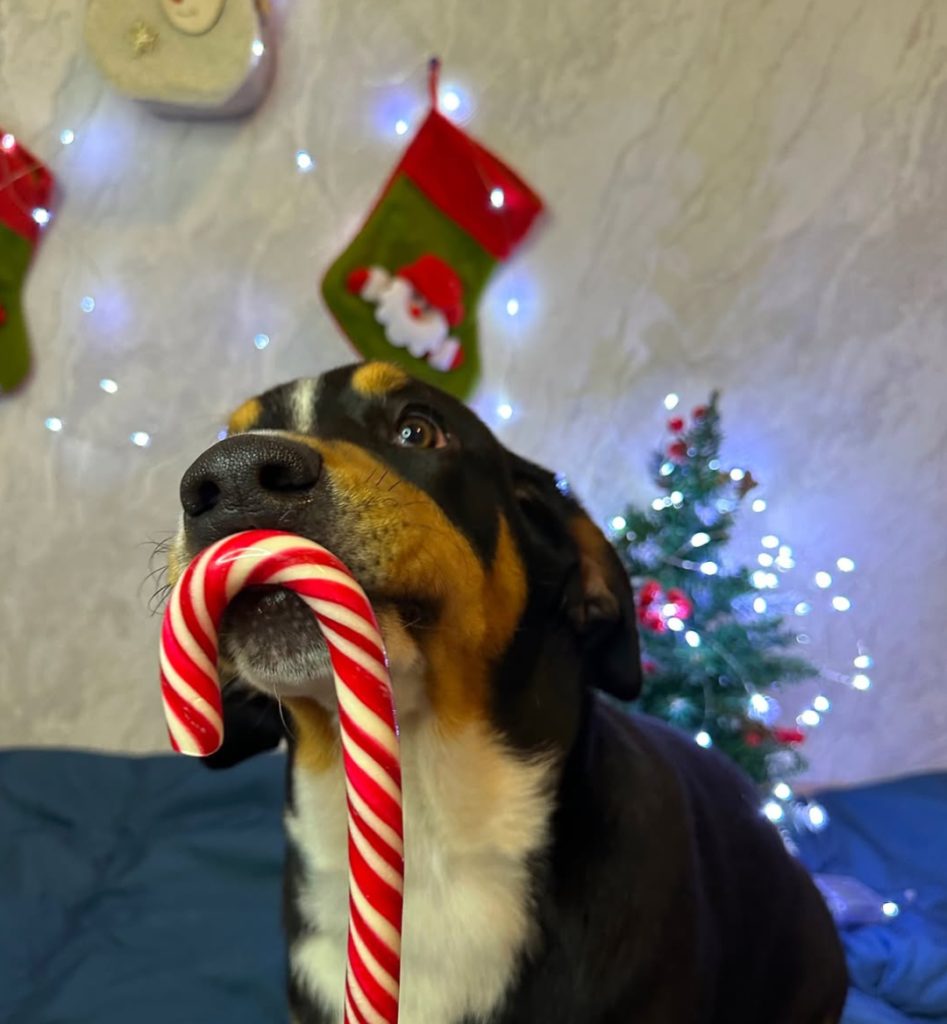 New Year holidays — Entlebucher Mountain Dogs