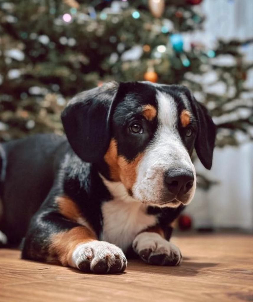 New Year holidays — Entlebucher Mountain Dogs