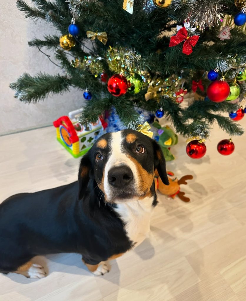 New Year holidays — Entlebucher Mountain Dogs