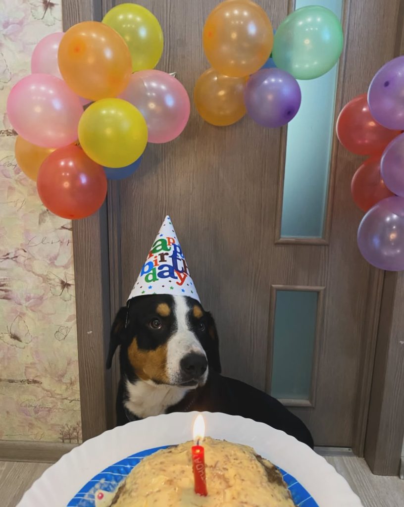 New Year holidays — Entlebucher Mountain Dogs