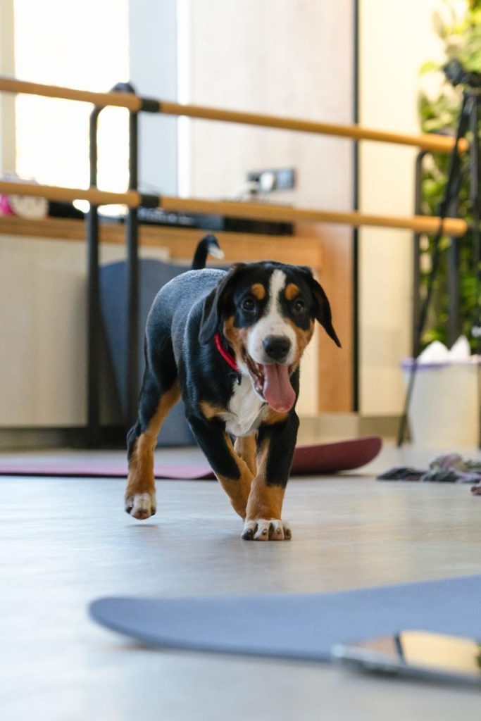 Puppy yoga — Entlebucher Mountain Dogs