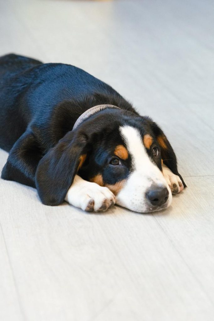 Puppy yoga — Entlebucher Mountain Dogs