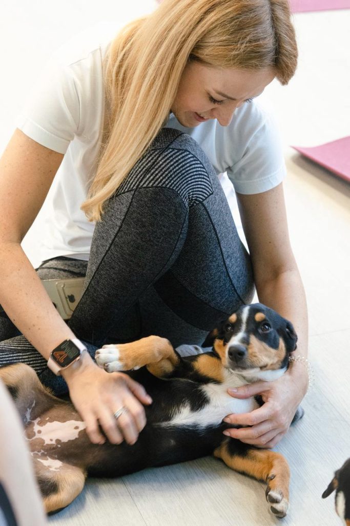 Puppy yoga — Entlebucher Mountain Dogs