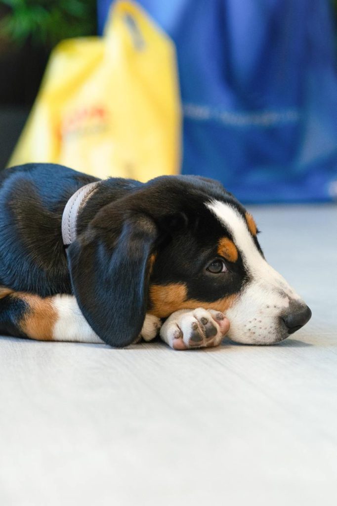 Puppy yoga — Entlebucher Mountain Dogs