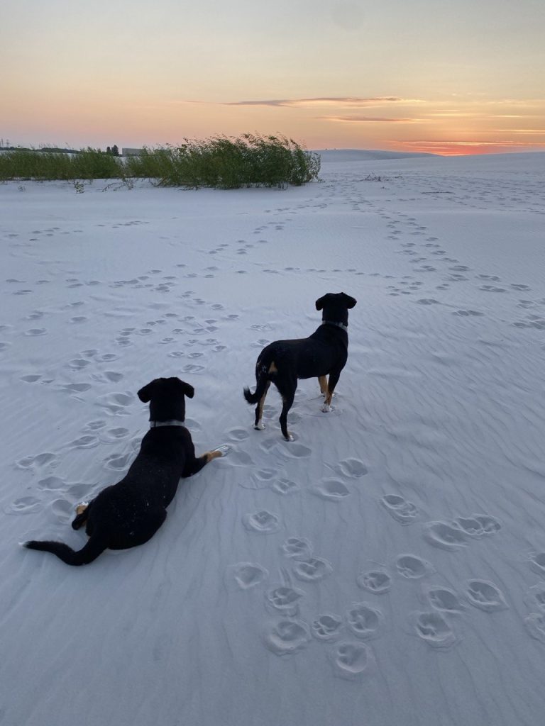 Beach walks — Entlebucher Mountain Dogs