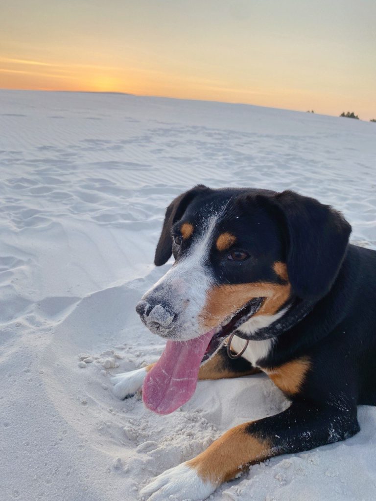Beach walks — Entlebucher Mountain Dogs