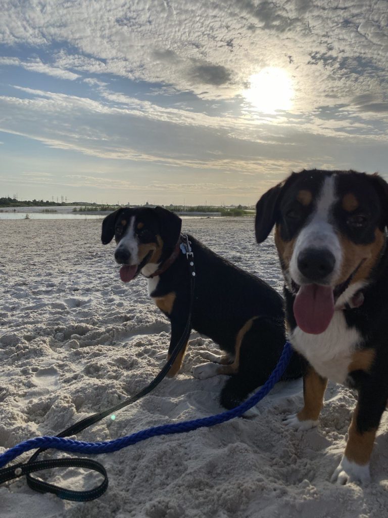 Beach walks — Entlebucher Mountain Dogs