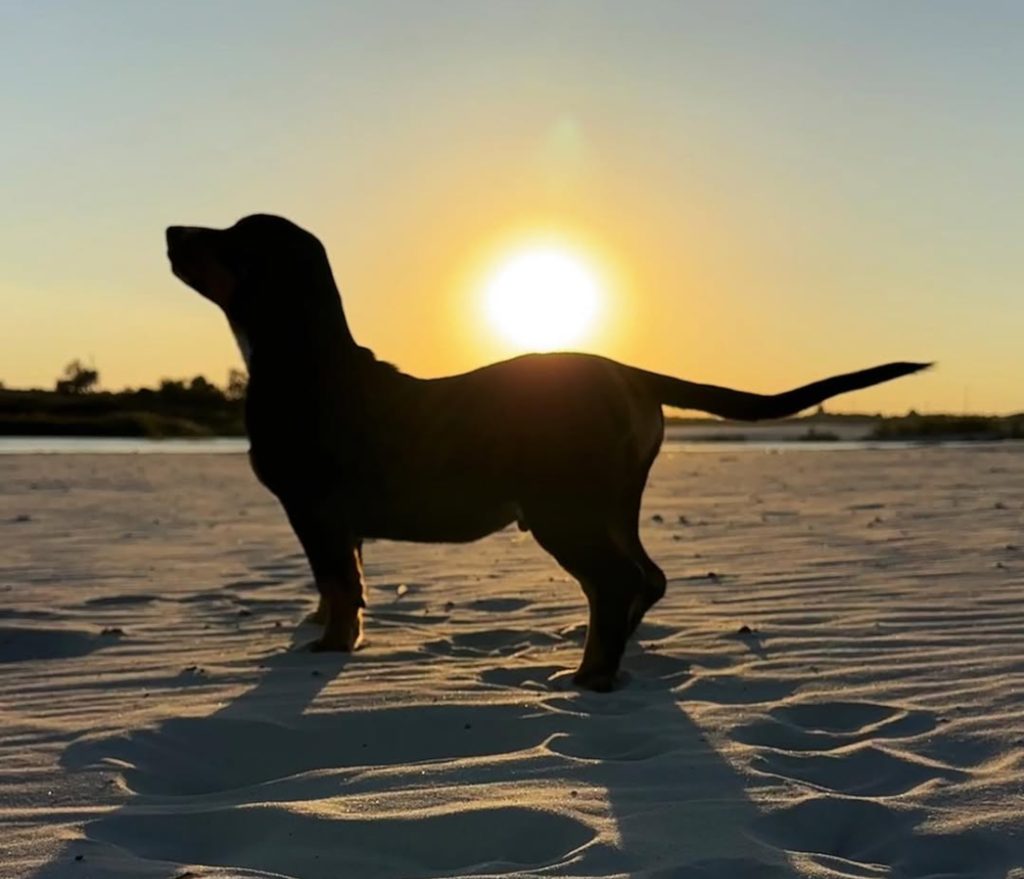 Beach walks — Entlebucher Mountain Dogs