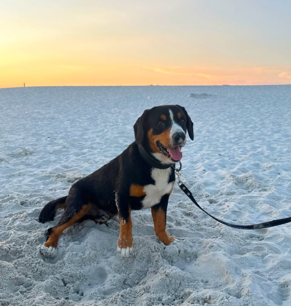 Beach walks — Entlebucher Mountain Dogs