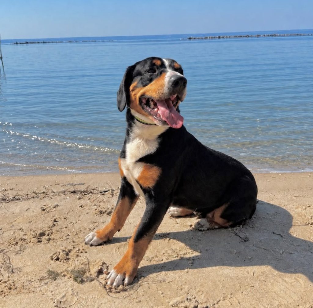 Beach walks — Entlebucher Mountain Dogs