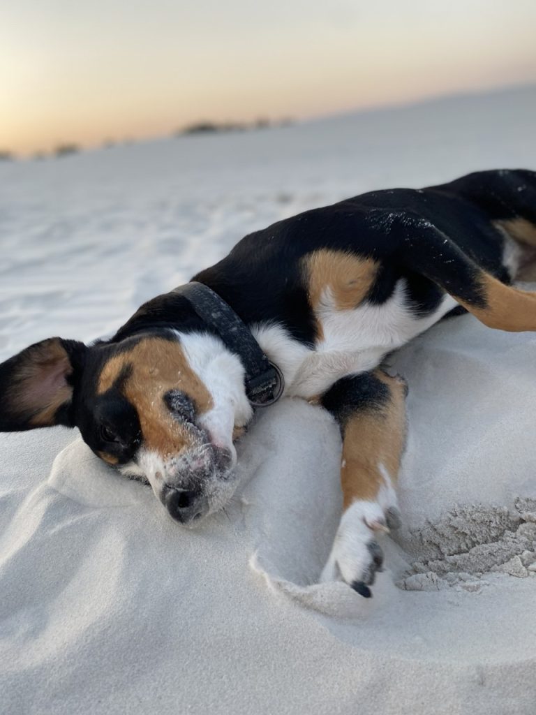 Beach walks — Entlebucher Mountain Dogs