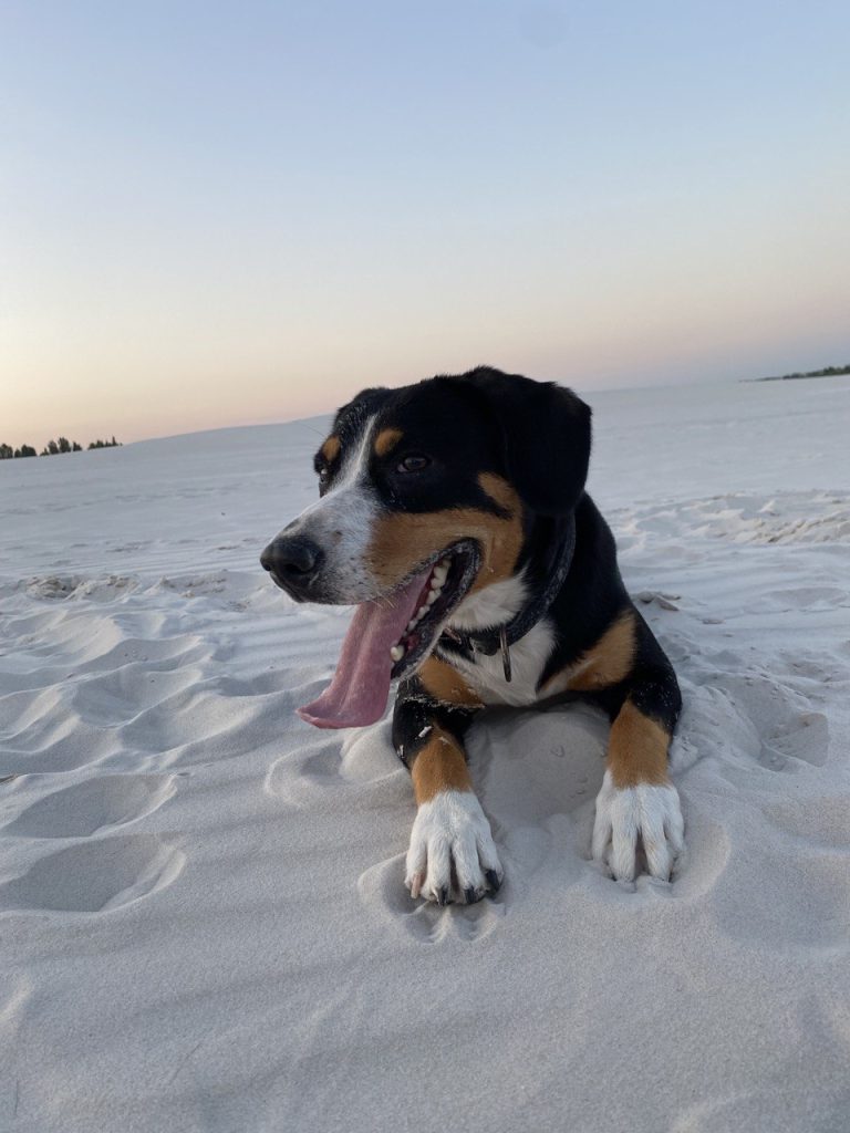 Beach walks — Entlebucher Mountain Dogs