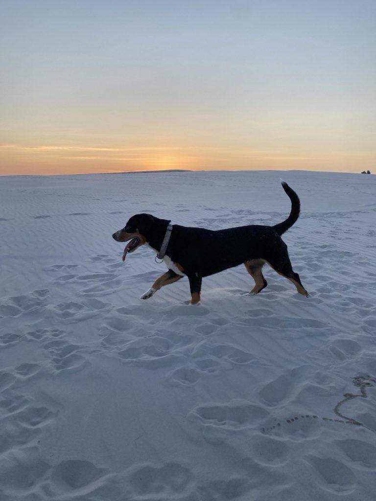 Beach walks — Entlebucher Mountain Dogs