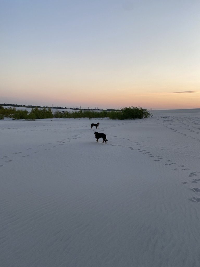 Beach walks — Entlebucher Mountain Dogs