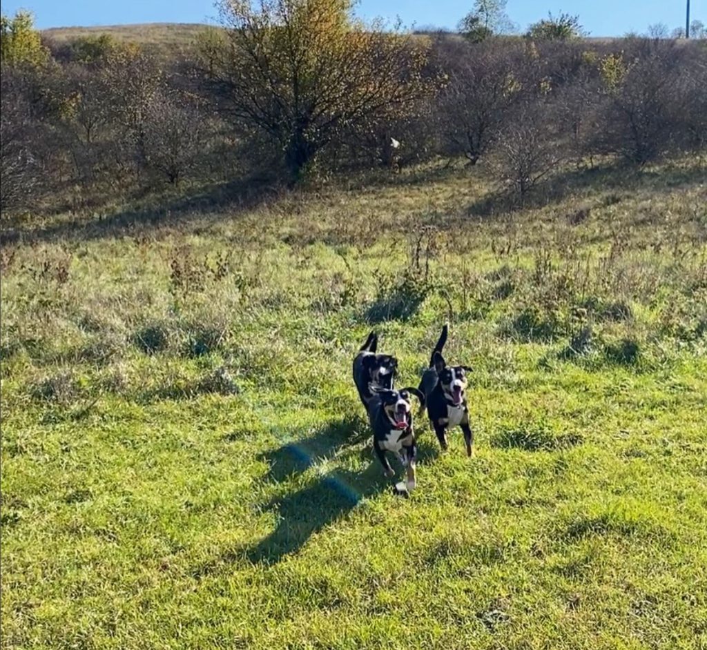 Walks — Entlebucher Mountain Dogs