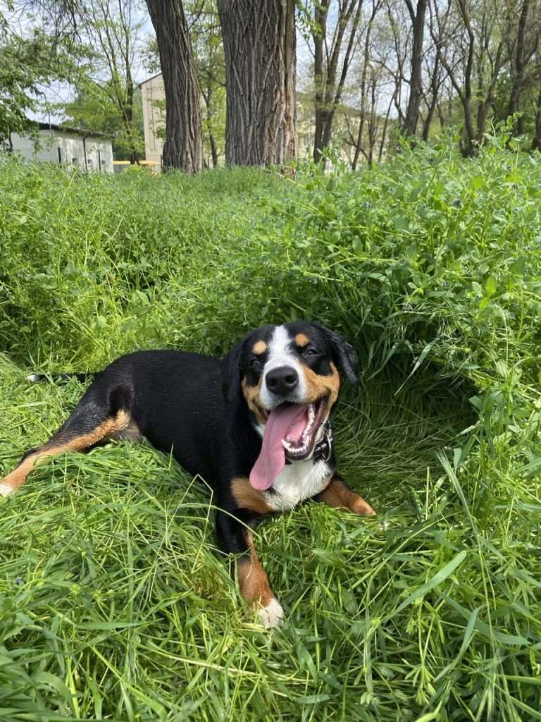 Walks — Entlebucher Mountain Dogs