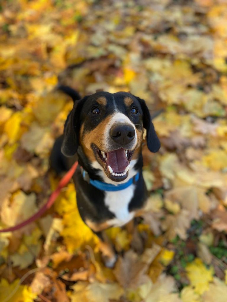 Walks — Entlebucher Mountain Dogs
