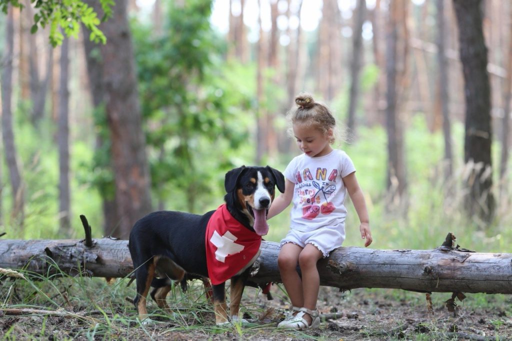 Walks — Entlebucher Mountain Dogs