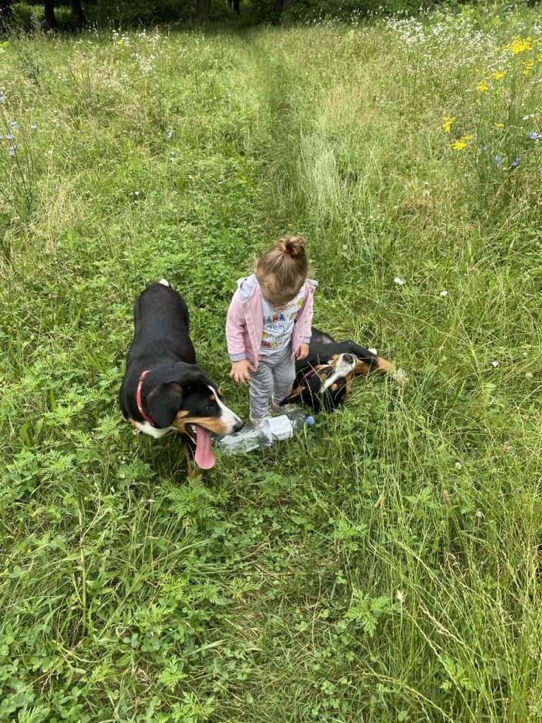 Walks — Entlebucher Mountain Dogs