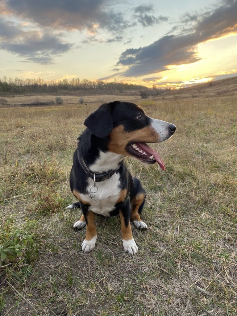 Walks — Entlebucher Mountain Dogs