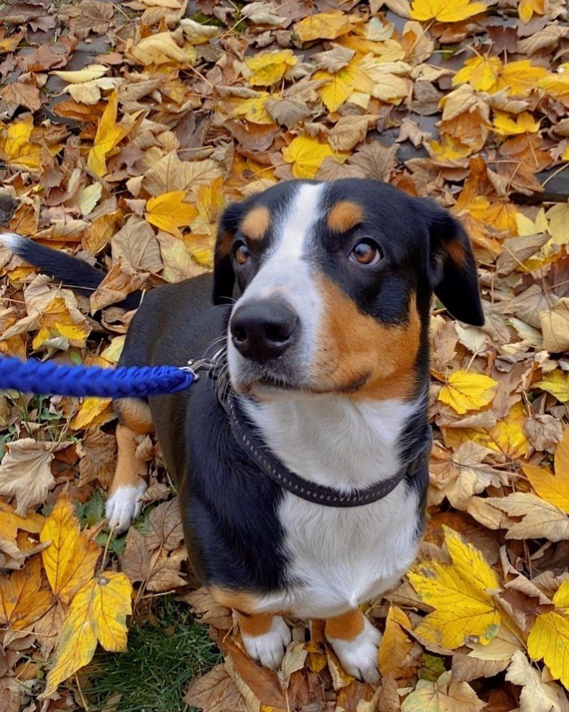 Walks — Entlebucher Mountain Dogs