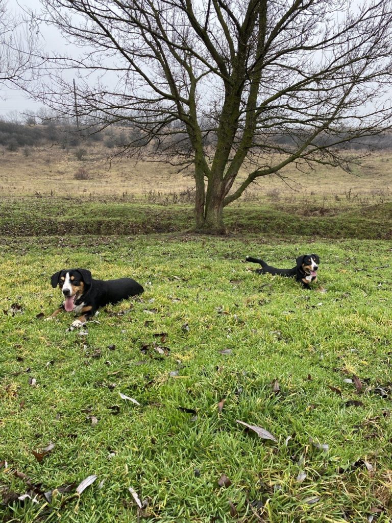 Walks — Entlebucher Mountain Dogs
