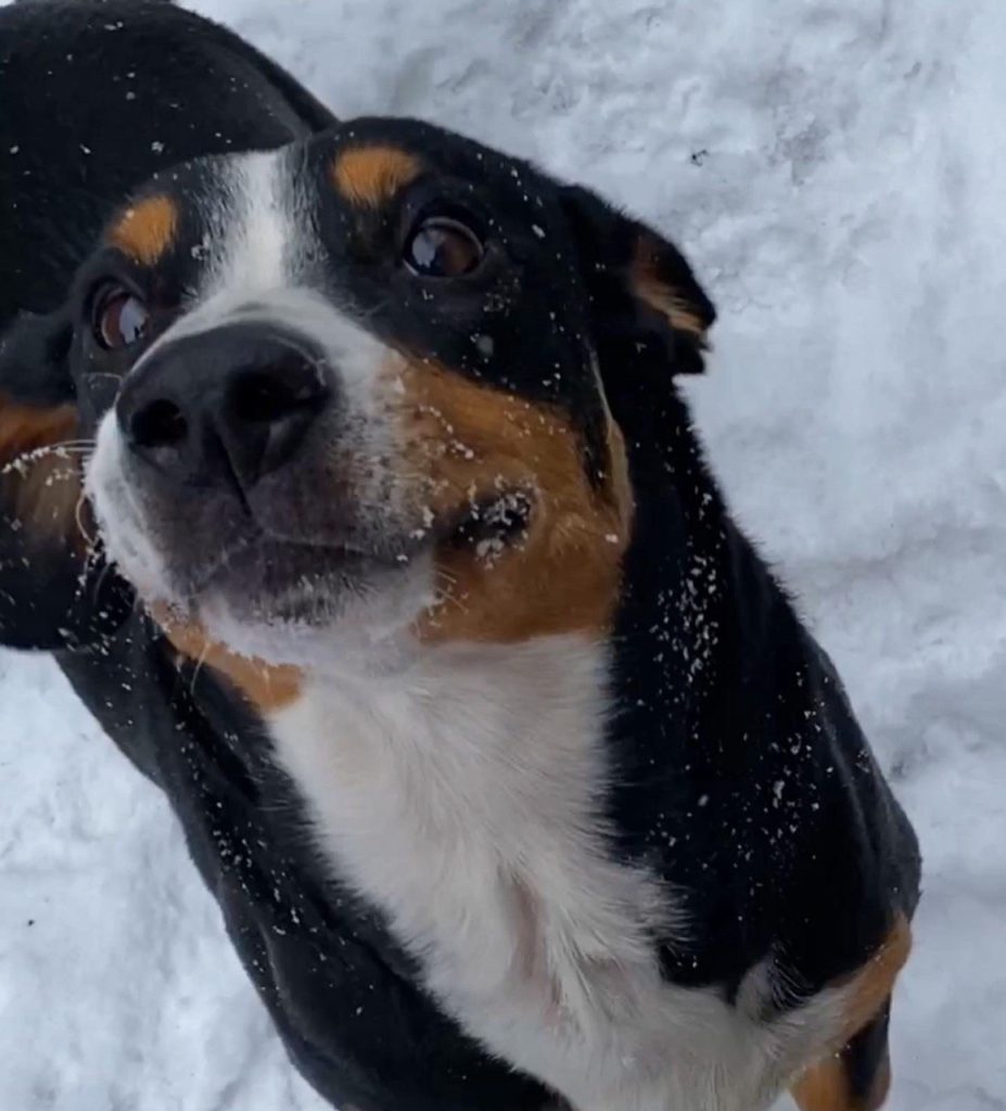 Walks — Entlebucher Mountain Dogs