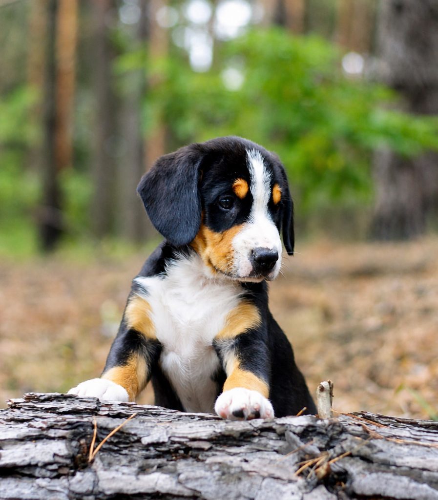 ISOLA DEI TESORI GROOT — Entlebucher Mountain Dog