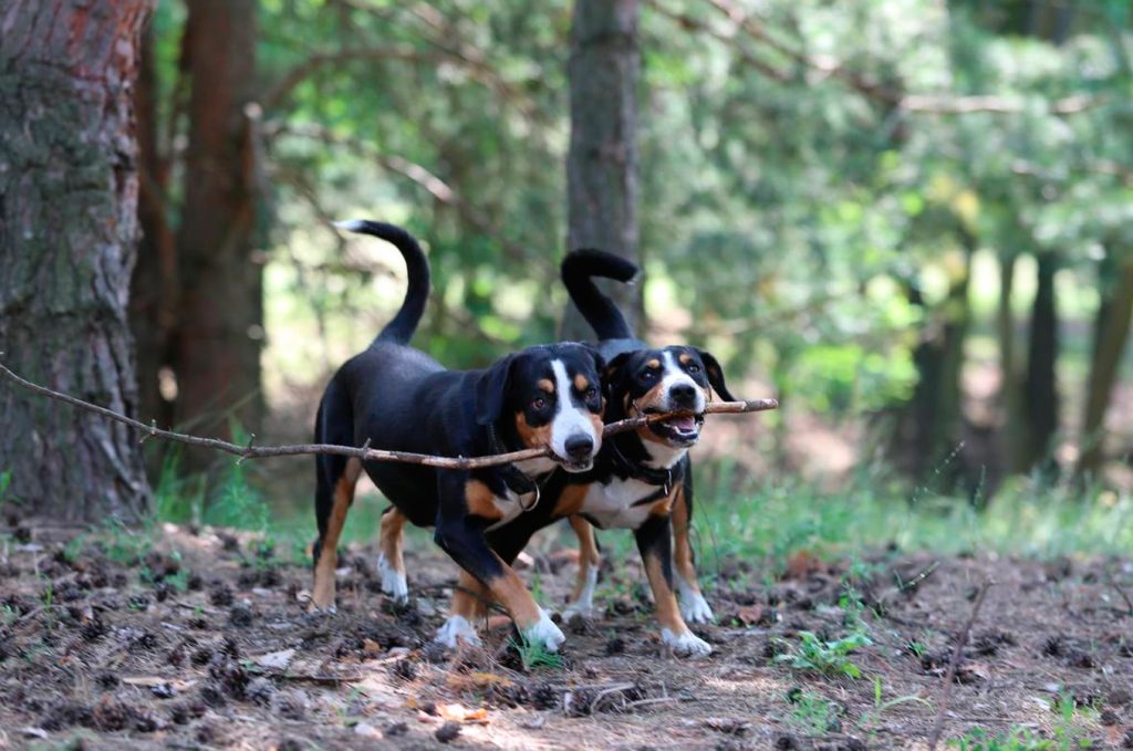Two entlebuchers playing with a branch on a forest walk