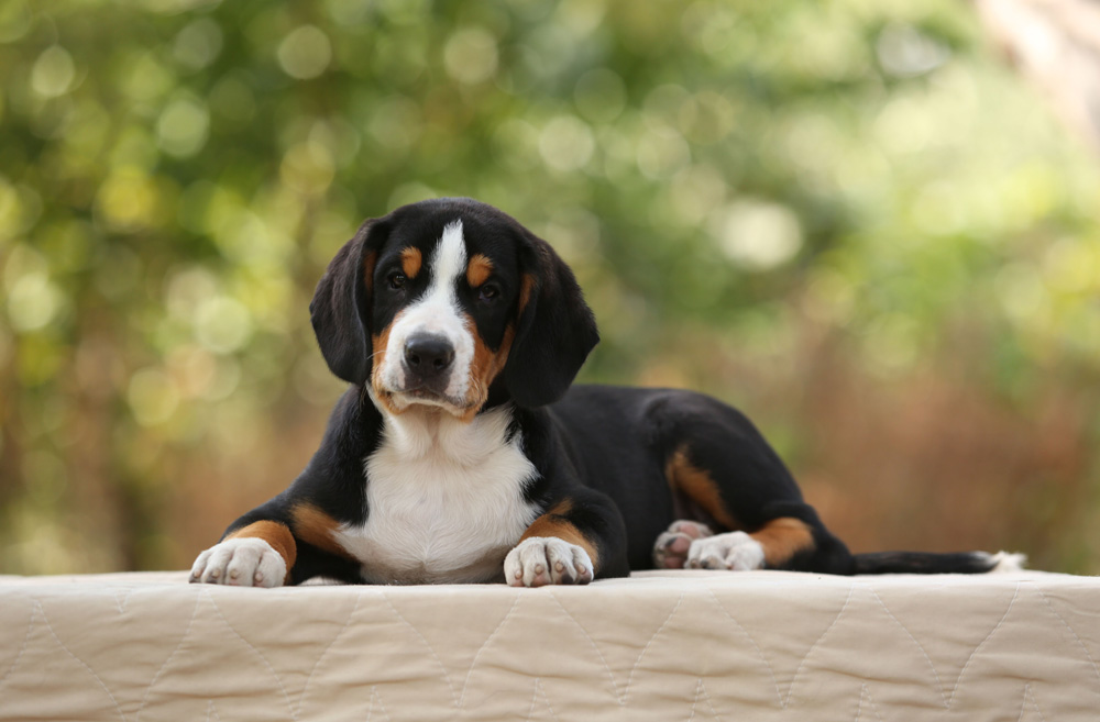 Entlebucher puppy lies on a light surface